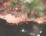 De krokodil heeft een schildpad gespot